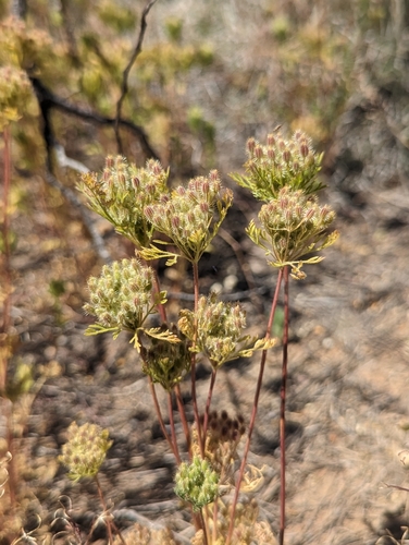 Daucus pusillus