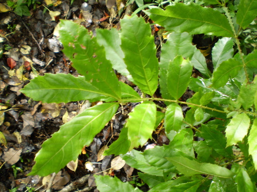 Davidsonia johnsonii