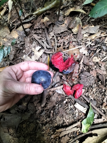 Davidsonia pruriens