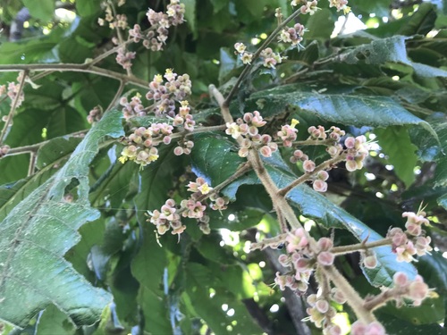 Cunoniaceae