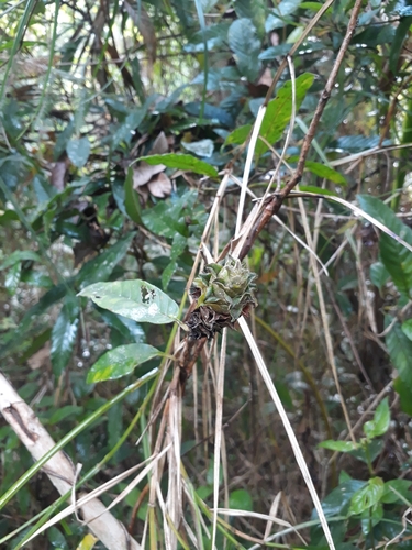 Davilla kunthii