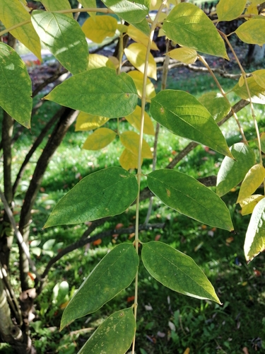 Decaisnea insignis