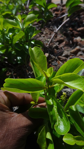 Decalepis hamiltonii