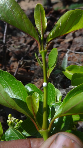 Decalepis hamiltonii