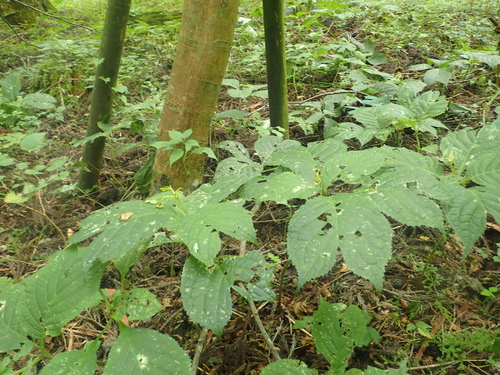 Deinanthe bifida