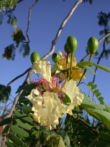 Delonix decaryi