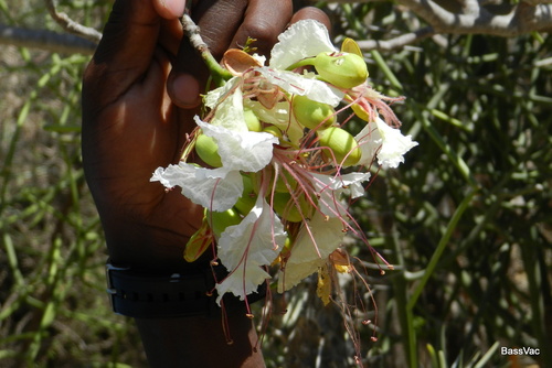 Delonix decaryi