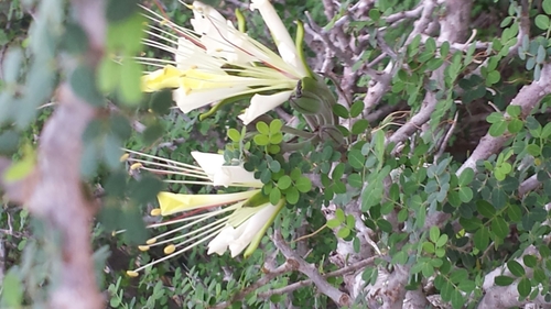 Delonix edulis