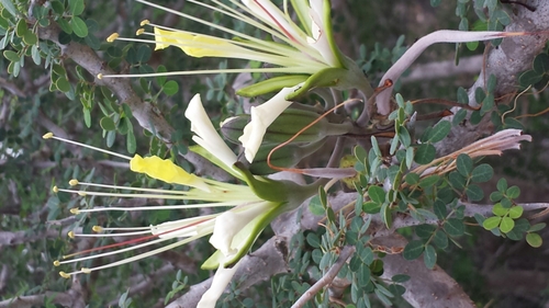 Delonix edulis