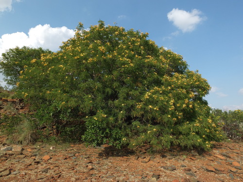 Delonix elata