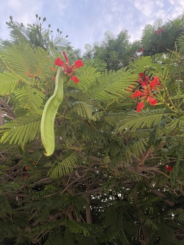 Delonix regia