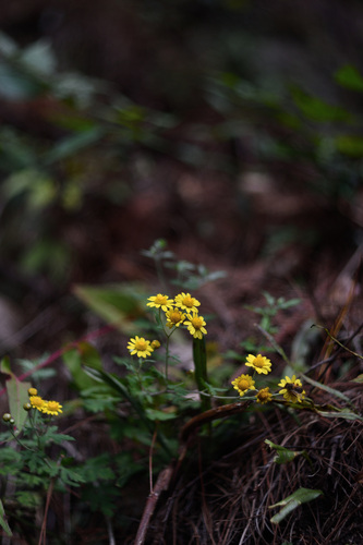 Dendranthema indicum