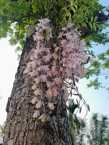 Dendrobium cucullatum
