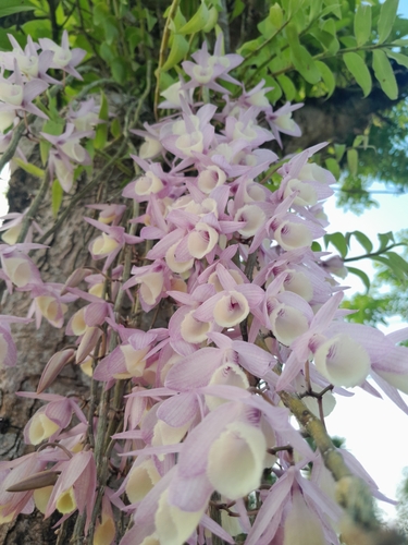 Dendrobium cucullatum