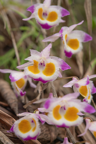 Dendrobium devonianum