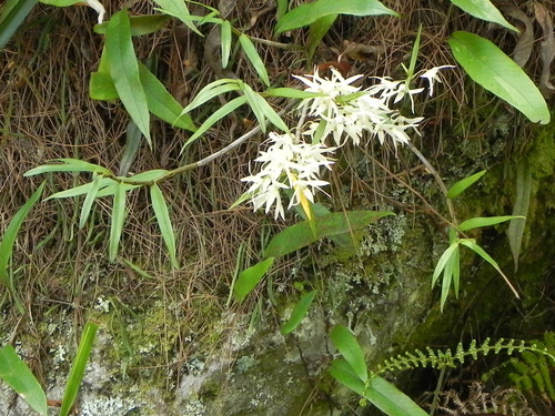 Dendrobium moniliforme