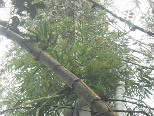 Dendrocalamus asper