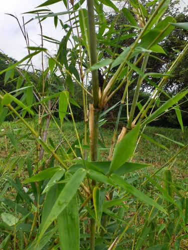 Dendrocalamus strictus