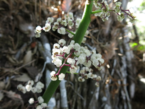 Dendrocnide moroides