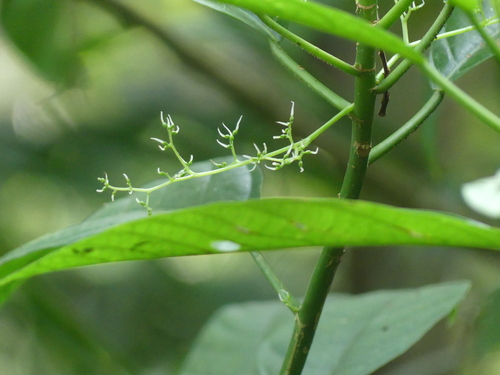 Dendrocnide sinuata