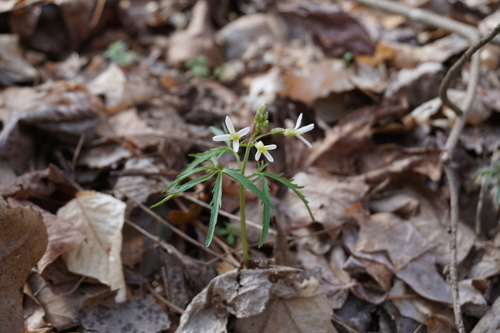 Dentaria laciniata