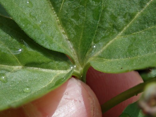 Dentaria maxima