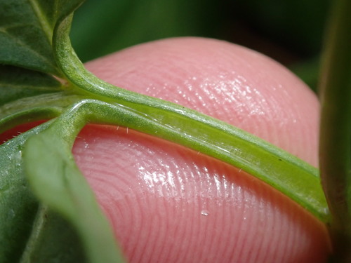Dentaria maxima
