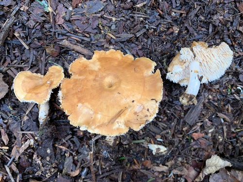 Dentinum umbilicatum