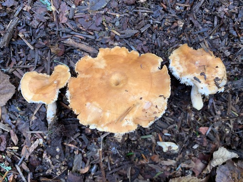 Dentinum umbilicatum