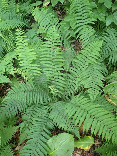 Deparia acrostichoides