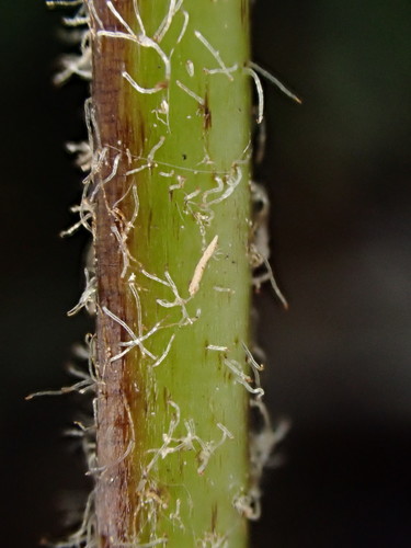 Deparia acrostichoides