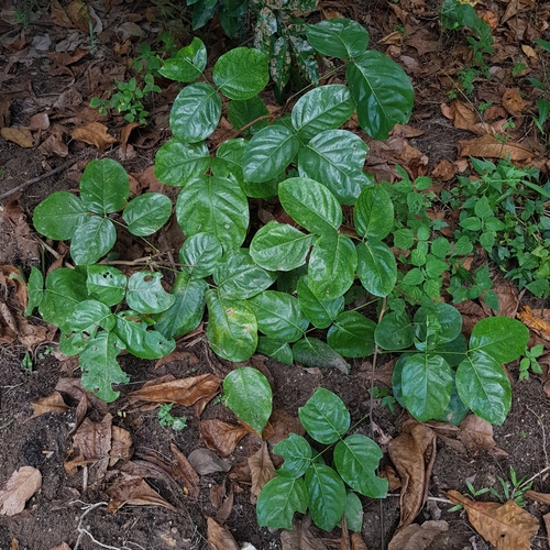 Derris heptaphylla
