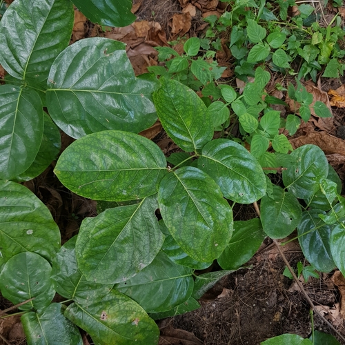 Derris heptaphylla