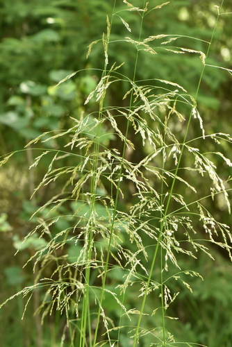 Deschampsia cespitosa