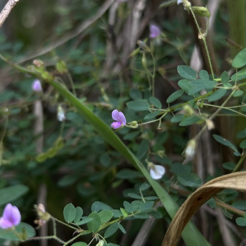 Desmodium microphyllum