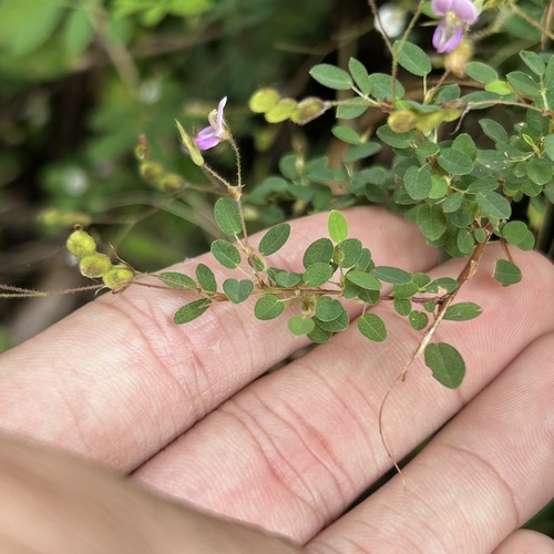 Desmodium microphyllum