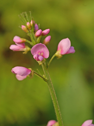 Desmodium oldhamii