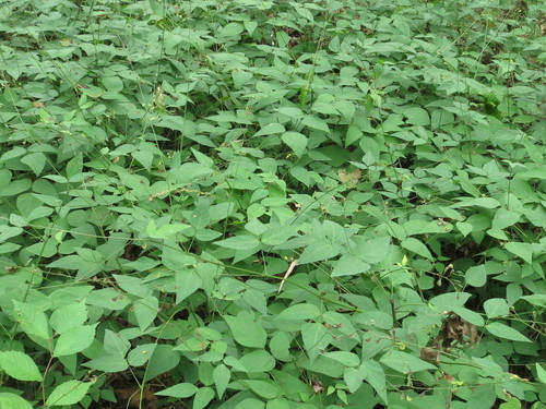 Desmodium podocarpum
