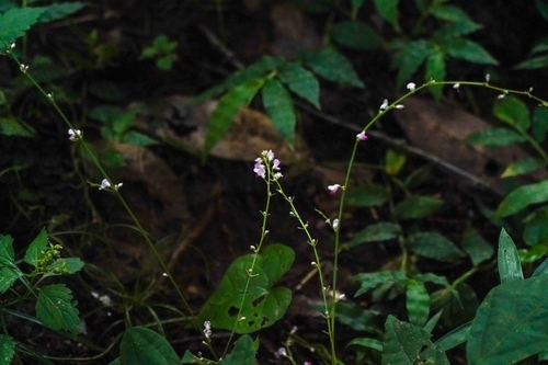 Desmodium podocarpum