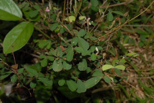 Desmodium ramosissimum
