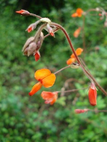 Desmodium repandum