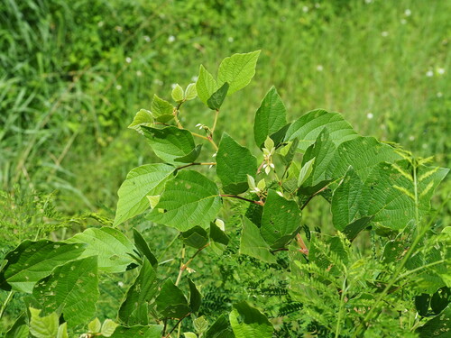Desmodium sequax