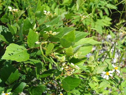 Desmodium sequax