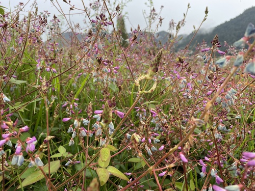 Desmodium sericophyllum