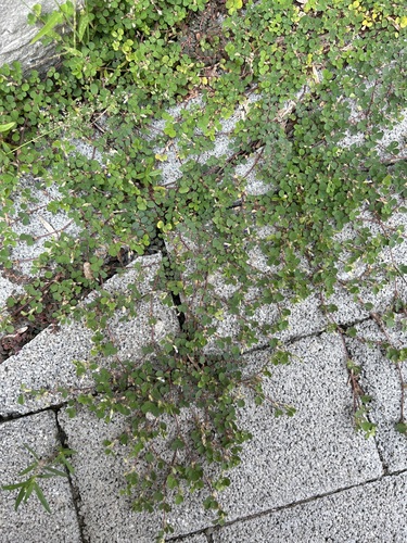 Desmodium triflorum