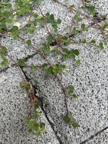 Desmodium triflorum