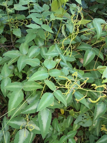 Desmodium uncinatum