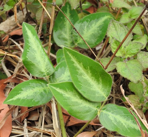 Desmodium uncinatum