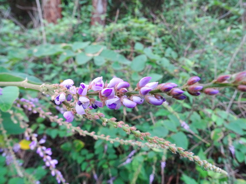 Desmodium velutinum