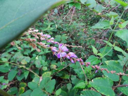 Desmodium velutinum
